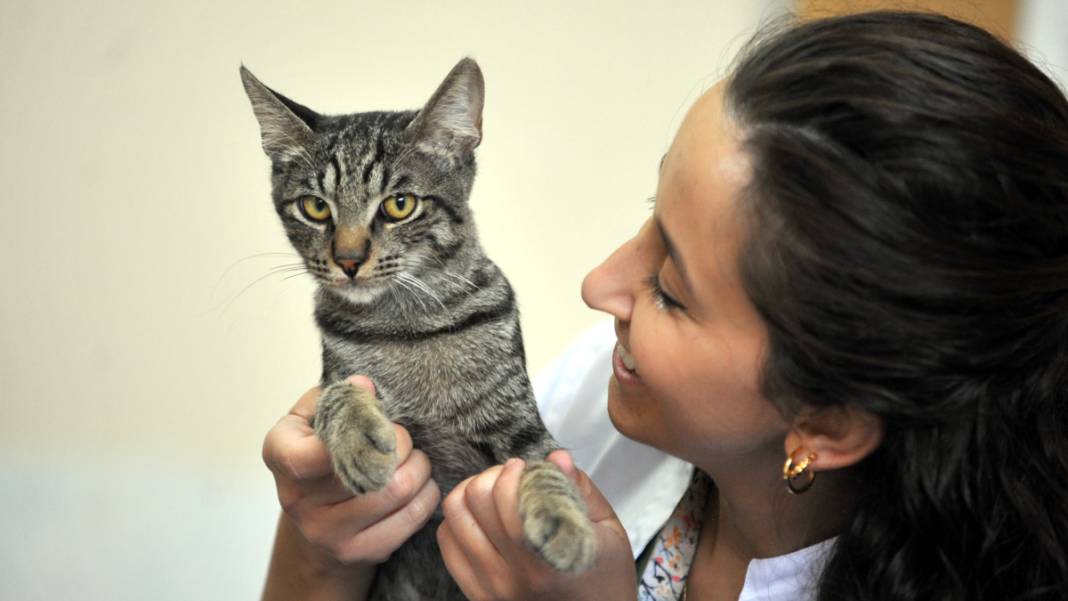 Kedi 'Ali Cabbar' hastaneye kendi başına gitti 6